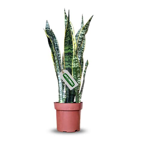 Muda De Espada De S O Jorge Sansevieria Amarela Green Commerce