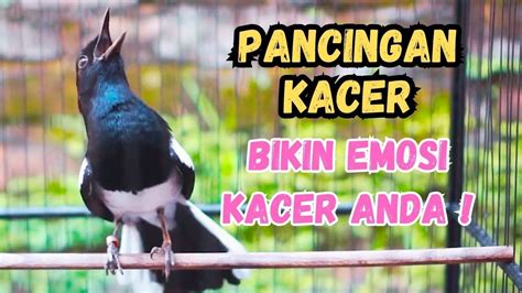 Kacer Gacor Full Isian Tarung Ngobra Ngotot Bikin Kacer Lain Emosi