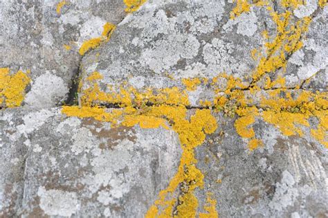 Yellow Lichen On Grey Rock With Texture And Pattern For Background Or