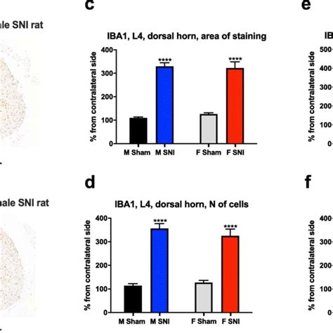 Analysis Of Iba Expression In The L Region Of The Spinal Cord Sc