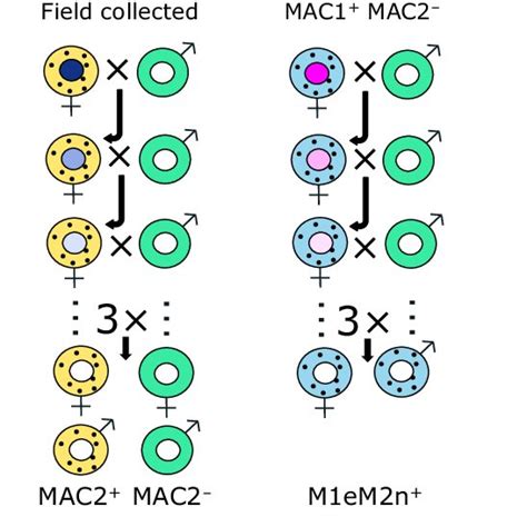 The Offspring Sex Ratio Proportion Of Females For 20 Mated Download Scientific Diagram