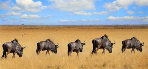 18 Wildebeest Facts (Aka Gnu) - Fact Animal