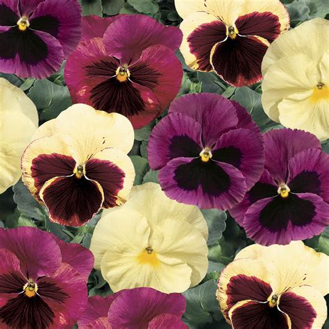 Pansy Viola X Wittrockiana Delta Classic Apple Cider Mix