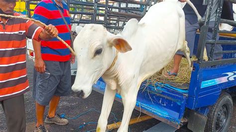 Sapi Joget Anak Anak Sapi Kurban Terbesar Sapi Joget Animasi Sapi