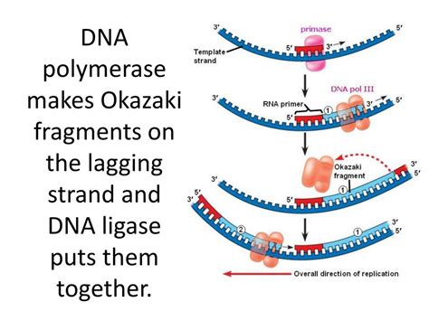 Difference between okazaki fragment and lagging strand - lokinova