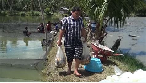 Potensi Ikan Air Tawar Kota Padang Mulai Meningkat Berita Tvri