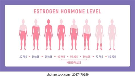 Estrogen Hormone Level Medical Graphic Diagram Stock Vector Royalty