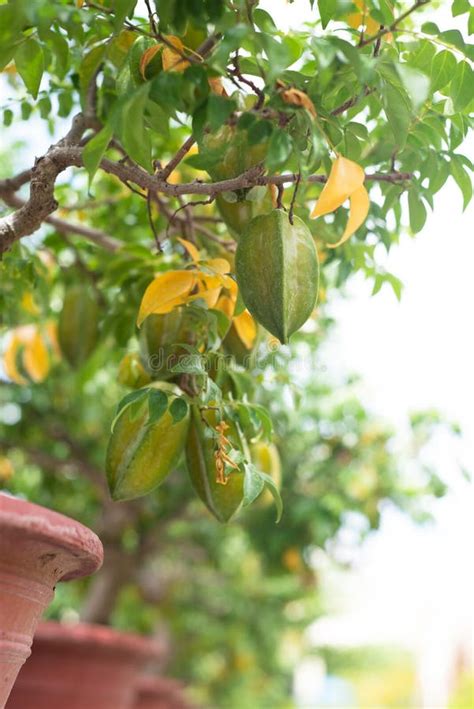 Green Carambola Fruit Known As Star Fruit Growing On A Branch In