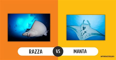 Differenza Tra Razza E Manta Classificazione Morfologia