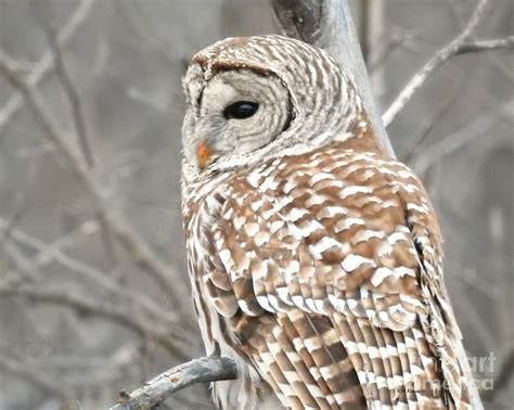 Barred Owl Close Up Photograph By Kathy M Krause Fine Art America