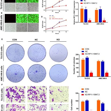 Rp K Inhibition Reduces Lscc Cell Proliferation And Invasion