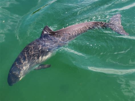 Vaquita Porpoise – "OCEAN TREASURES" Memorial Library