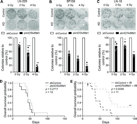 Hotairm1 Knock Down Sensitizes Glioblastoma Cells To Radiation In Vitro