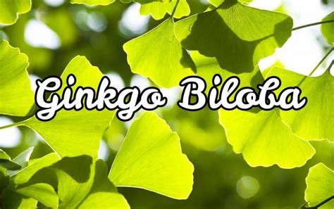 Propiedades Y Cuidado Del Árbol Milenario Ginkgo Biloba