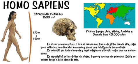 Homosapiens 800×375 Evolución Humana Ciencias Sociales Hominidos