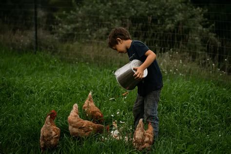 Decálogo del buen cuidador de gallinas Gallinarius