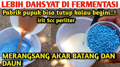 Ini Rahasianya Cara Fermentasi Pupuk Kimia Youtube