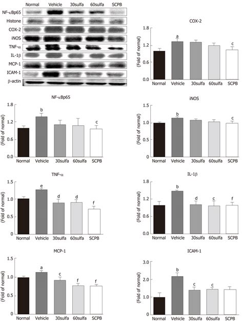 Nf κb P65 Cox 2 Inos Tnf α Il 1β Mcp 1 And Icam 1 Protein