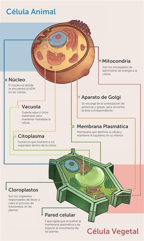 Science Infographics Collection Behance