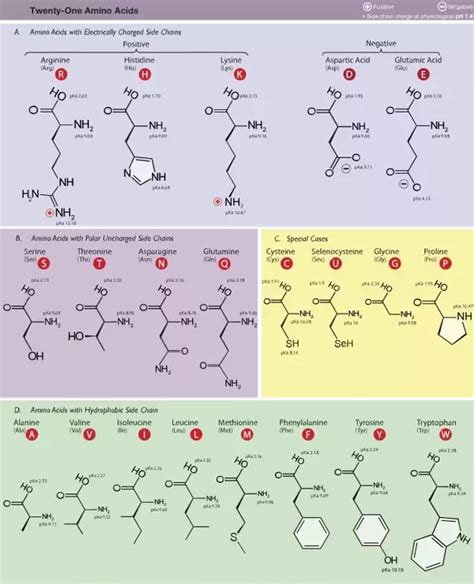 Amino Acid Polarity Chart