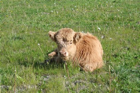 Free Images Grass Meadow Prairie Wildlife Pasture Grazing Fauna