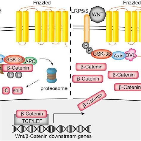 Schematic Drawing Of The Canonical Wnt Signaling Pathway In The Download Scientific Diagram