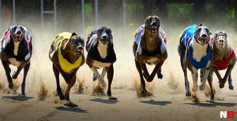 Corrida De Galgos NetBet BR Blog