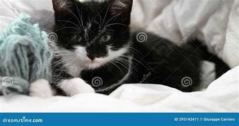 Small Stray Kitten Of A Couple Of Months Old Black And White Stock