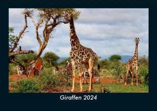 Giraffen 2024 Fotokalender DIN A5 Ceny I Opinie Ceneo Pl