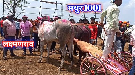 डबल पिकअप विजेता भारत केसरी राहुल पाटिल के बैल मथुर 1001 और लक्ष्मणराव