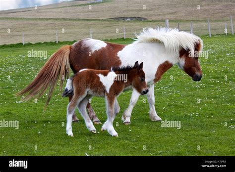 Shetland Pony And Foal Stock Photo Alamy