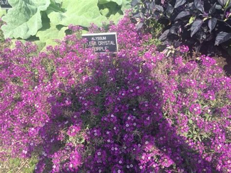 Sweet Alyssum How To Grow And Care For This Flowering Ground Cover