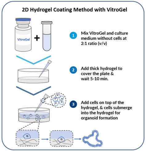 3d Organoid Cell Culture Xeno Free Hydrogel Thewell Bioscience