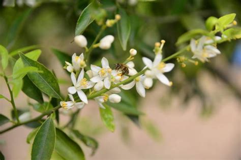 140 Honeysuckle Turkey Stock Photos Pictures And Royalty Free Images