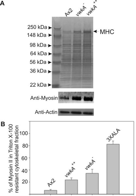 Effect Of Vwka Expression Level On Myosin Ii Expression And Assembly