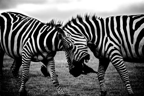 Banco De Imagens Zebra Animal Terrestre Animais Selvagens