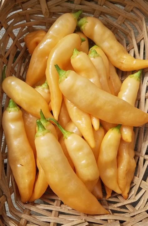 Sugar Rush Peach Hot Pepper — The Coeur D Alene Coop