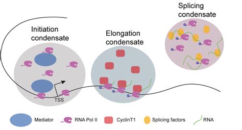 Developmental Biology Dynamic Transcription Regulation At The Single