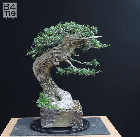 Olea/ Olive Bonsai – Bonsai4Me