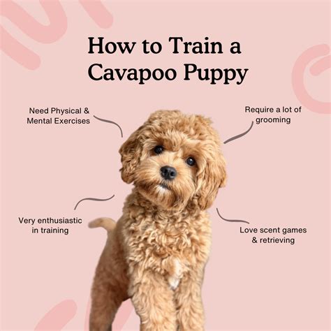 Can You Leave A Cavapoo Alone