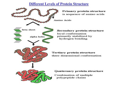 5 Different Levels Of Protein Structure The Amino Acids In The Images