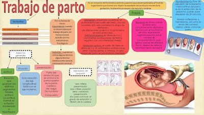 Fisiologia Basica Medica Patricia Salazar Trabajo De Parto