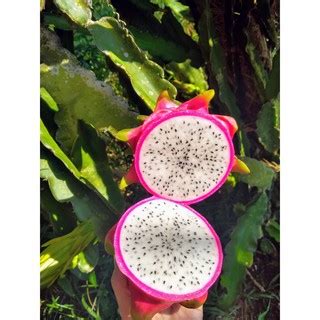 Muda Pitaya Polpa Branca E Roxa Kit C Mudas Super Promo O Shopee