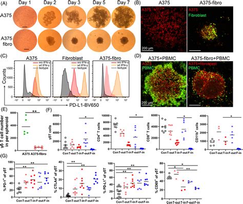 Cancerassociated Fibroblasts Inhibit Immune Cell Infiltrate A A375