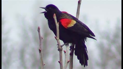 Red Winged Blackbird Call 5 YouTube