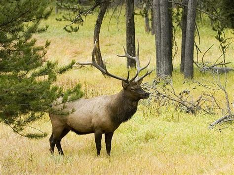 Elk Bull Elk Hd Wallpaper Pxfuel