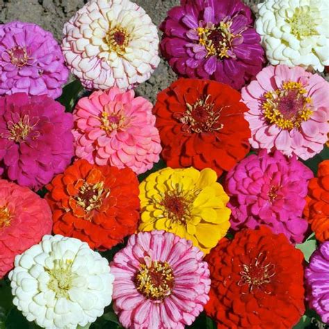 Cut & Come Again Mix Zinnia Seeds – NE SEED