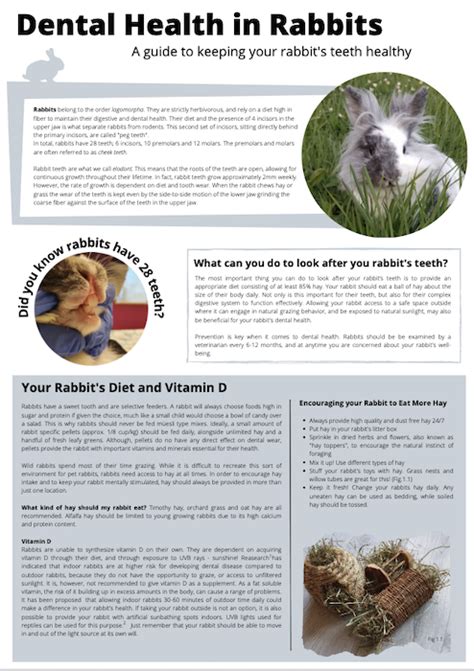 Dental Health In Rabbits Lafebervet