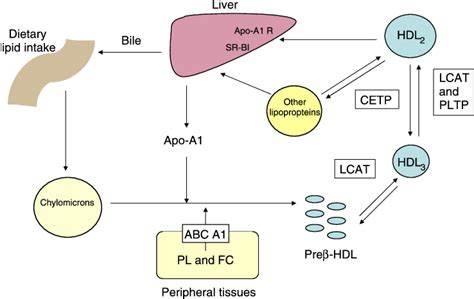 Reverse Cholesterol Transport See Text For Explanatory Notes Apo A