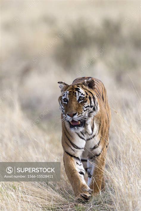 Afrique Du Sud Réserve Privée Tigre Du Bengale Panthera Tigris